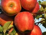 Саженцы яблони от производителя опт и розница более 100 сортов - фото 1