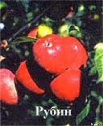 Саженцы яблони Рубин(Зима)