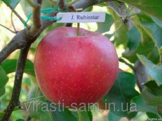 Саженцы яблони Рубинстар