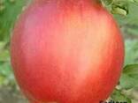 Саженцы яблони сорт Пинова, сорт Лиголь - фото 1