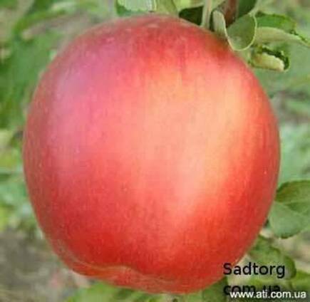 Саженцы яблони сорт Пинова, сорт Лиголь