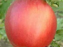 Саженцы яблони сорт Пинова, сорт Лиголь