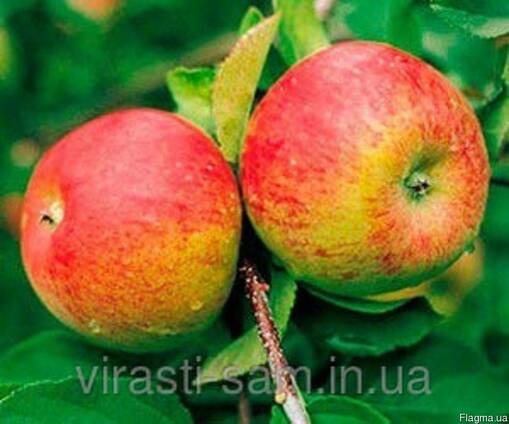 Саженцы яблони Топаз (зима)