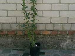 Саженец голубики "Бонус"