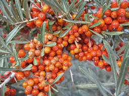 Seabuckthorn Pulp CO2-to extract