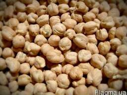 Selling chikpea (cicer arietinum)