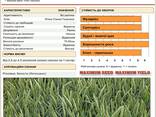 Семена Американской озимой пшеницы WB-1532 WestBred США Айова - фото 1