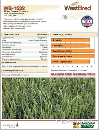 Семена Американской озимой пшеницы WB-1532 WestBred США Айова