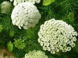 Семена Амми зубной медоносное растение