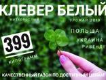 Семена Белого Клевера - фото 1