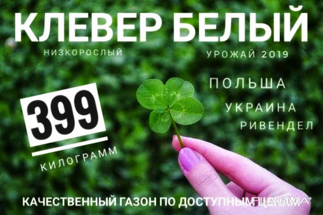 Семена Белого Клевера