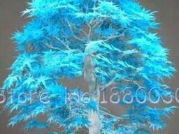 Семена Бонсай Голубой Клен и Сакура