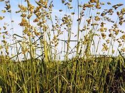 Семена ежи сборной