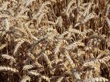 Семена Канадской пшеницы Элитный сорт