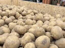 Семена картофеля сорт Сенсейшн (елита 25 кг)