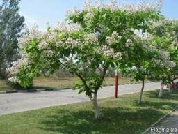 Семена катальпы обыкновенной