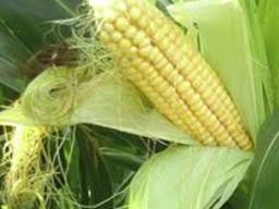Семена кукурузы Адевей (Лимагрейн) ФАО 290.