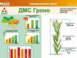 Семена кукурузы ДМС Гроно (ФАО 260) Маис Днепр