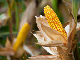 Семена кукурузы гибрид Ларсон ФАО 250, ООО "ТК Арт-Агро", Украина