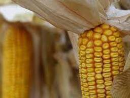 Семена кукурузы гибрид ВН 63 (ФАО 280) (2024 год), ТМ "ВНИС", Украина