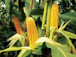 Семена кукурузы ЛГ 3255
