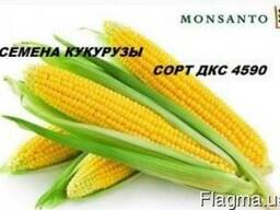 Семена кукурузы монсанто, сингеньта (производитель Dekabl).