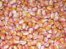 Семена кукурузы и подсолнечника отечественной селекции