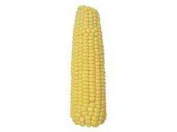 Семена кукурузы РАМ 8143 (ФАО 260) 24 кг