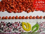 Семена кукурузы Сарта ФАО 220 - фото 3