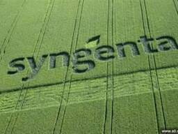 Семена кукурузы Сингента гибрид (Syngenta)