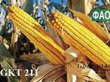 Семена кукурузы Венгерской селекции ГКТ 211 (ФАО 210) - фото 1