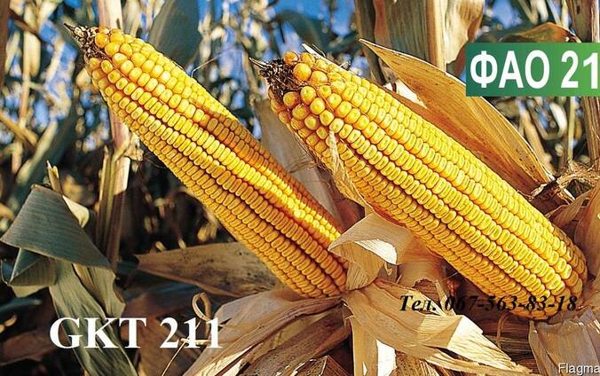 Семена кукурузы Венгерской селекции ГКТ 211 (ФАО 210)