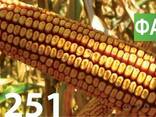 Семена кукурузы Венгерской селекции МВ 251 (ФОА 280) - фото 1