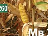 Семена кукурузы Венгерской селекции МВ 255 (ФАО 260) - фото 1