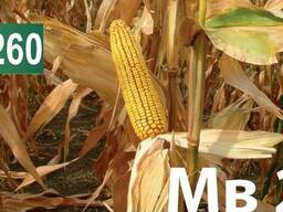 Семена кукурузы Венгерской селекции МВ 255 (ФАО 260)