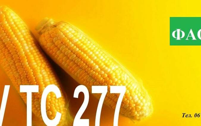 Семена кукурузы Венгерской селекции МВ 277 (ФАО 310)