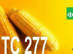 Семена кукурузы Венгерской селекции МВ 277 (ФАО 310)