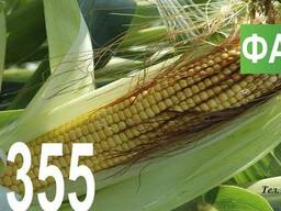 Семена кукурузы Венгерской селекции МВ 355 (ФАО 340)