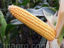 Семена кукурузы Жетон (ФАО 260)