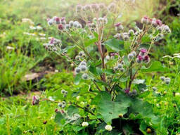 Семена -Лопух большой(репейник)