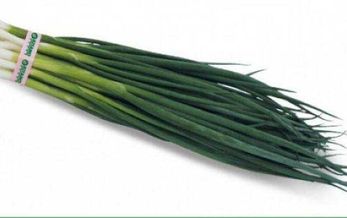 Купить Семена Лука В Краснодаре