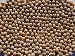 Семена нута. Посевной материал нут