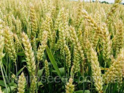 Семена озимой пшеницы Заря Ланов (елита)