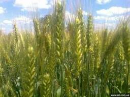 Семена озимой пшеницы Лесная песня