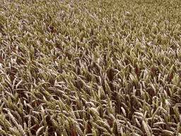 Семена озимой пшеницы Подолянка ЭЛИТА. Урожай 2021