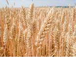 Семена озимой пшеницы"Роланд"1 реп. , Австрия