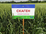 Семена озимой пшеницы Скаген 1 оепродукция Заатен Юнион - фото 1