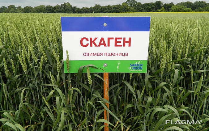 Семена озимой пшеницы Скаген 1 оепродукция Заатен Юнион