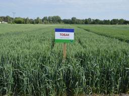 Семена озимой пшеницы Тобак 1 репродукция Заатен юнион