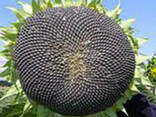 Семена подсолнечника Аламо - фото 1